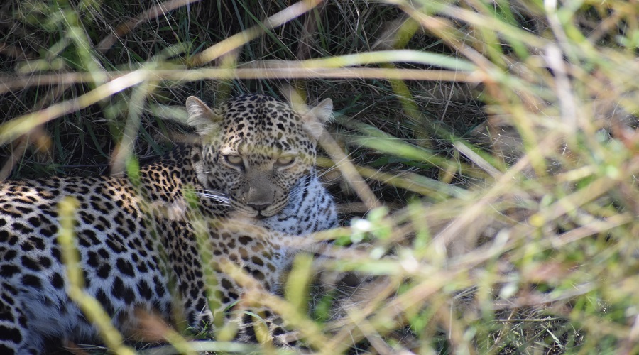 Coastal Safari Experiences in East Africa: Explore the Best